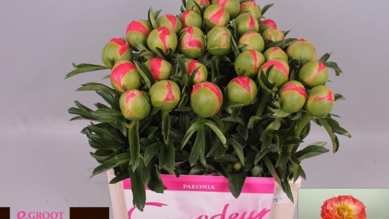 Why Bulk Peonies Are the Perfect Choice for Weddings, Events, and Florists
